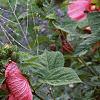 Hibiscus moscheutos 'Disco Belle Pink', habit