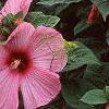Hibiscus moscheutos 'Disco Belle Pink', habit