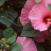 Hibiscus moscheutos 'Disco Belle Pink', habit