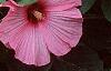 Hibiscus moscheutos 'Disco Belle Pink', habit