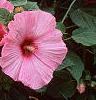 Hibiscus moscheutos 'Disco Belle Pink', habit