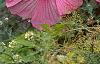 Hibiscus moscheutos 'Disco Belle Pink', habit