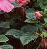 Hibiscus moscheutos 'Disco Belle Pink', habit