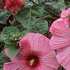 Hibiscus moscheutos 'Disco Belle Pink', habit
