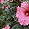 Hibiscus moscheutos 'Disco Belle Pink', habit