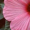 Hibiscus moscheutos 'Disco Belle Pink', flowers