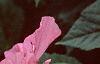 Hibiscus moscheutos 'Disco Belle Pink', flowers