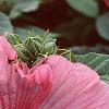 Hibiscus moscheutos 'Disco Belle Pink', flowers