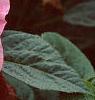 Hibiscus moscheutos 'Disco Belle Pink', flowers