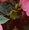 Hibiscus moscheutos 'Disco Belle Pink', flowers