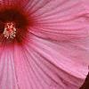 Hibiscus moscheutos 'Disco Belle Pink', flowers