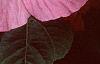 Hibiscus moscheutos 'Disco Belle Pink', flowers