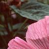 Hibiscus moscheutos 'Disco Belle Pink', flowers