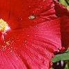 Hibiscus moscheutos 'Rio Grande', flowers