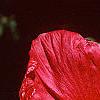 Hibiscus moscheutos 'Rio Grande', flowers
