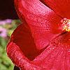 Hibiscus moscheutos 'Rio Grande', flowers