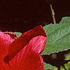 Hibiscus moscheutos 'Rio Grande', flowers