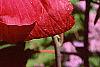 Hibiscus moscheutos 'Rio Grande', flowers