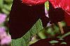 Hibiscus moscheutos 'Rio Grande', flowers