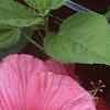 Hibiscus moscheutos 'Southern Belle', flowers