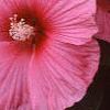 Hibiscus moscheutos 'Southern Belle', flowers