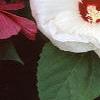 Hibiscus moscheutos 'Southern Belle', flowers