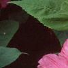 Hibiscus moscheutos 'Southern Belle', flowers