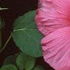 Hibiscus moscheutos 'Southern Belle', flowers