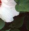 Hibiscus moscheutos 'Southern Belle', flowers