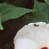 Hibiscus moscheutos 'Southern Belle', flowers
