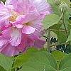 Hibiscus mutabilis, flowers