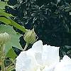 Hibiscus mutabilis, flowers