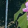 Hibiscus mutabilis, flowers