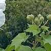 Hibiscus mutabilis, flowers