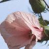 Hibiscus palustris, flowers