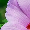 Hibiscus syriacus 'Blue Bird', flowers