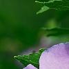 Hibiscus syriacus 'Blue Bird', flowers