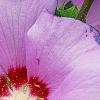 Hibiscus syriacus 'Blue Bird', flowers