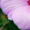 Hibiscus syriacus 'Blue Bird', flowers