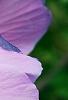 Hibiscus syriacus 'Blue Bird', flowers
