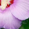 Hibiscus syriacus 'Blue Bird', flowers