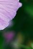 Hibiscus syriacus 'Blue Bird', flowers