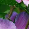 Hibiscus syriacus 'Blue Bird', flowers