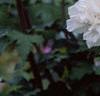 Hibiscus syriacus 'Rosia de Siria', flowers