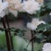 Hibiscus syriacus 'Rosia de Siria', flowers