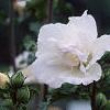Hibiscus syriacus 'Rosia de Siria', flowers