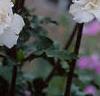 Hibiscus syriacus 'Rosia de Siria', flowers