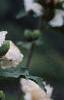 Hibiscus syriacus 'Rosia de Siria', flowers