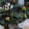 Hibiscus syriacus 'Rosia de Siria', flowers