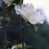 Hibiscus syriacus 'Rosia de Siria', flowers